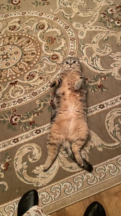 Кошка шотландская вислоухая