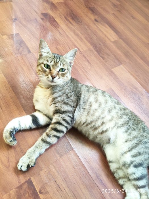 Sovg‘a qilaman Mushukni