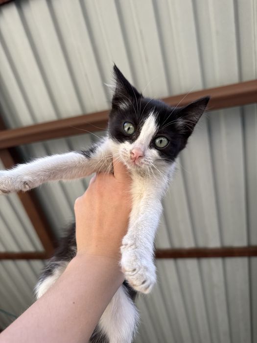 Котята коты и кошки в добрые руки