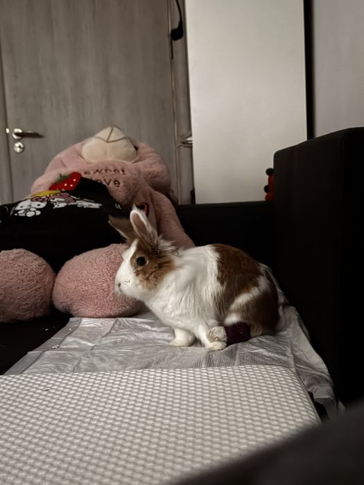 Donatie - Iepurica 2 ani si cateva luni