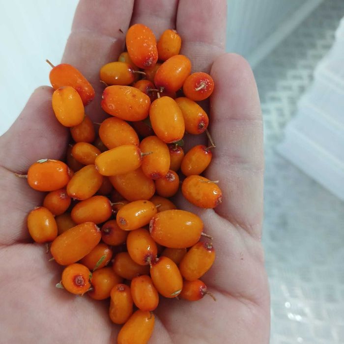 Продажа ягод облепихи, оптом