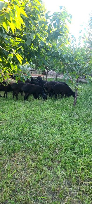 Qo'y bor. Qoylar.  yaxshi boqilgan qo'ylar. Qassob