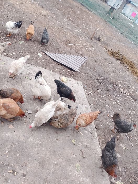 Тауыктар бар сатылады