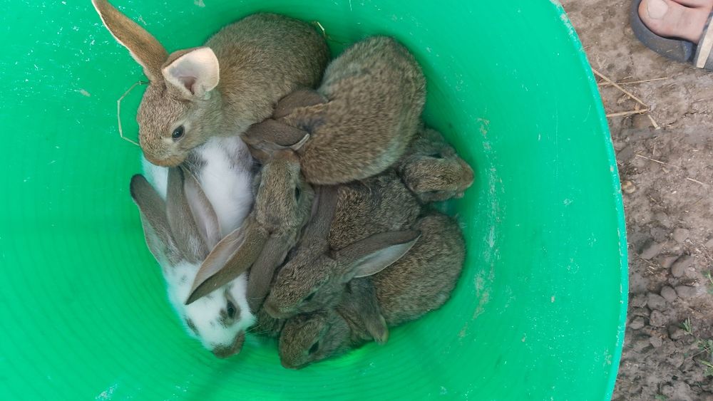 Vând 7 pui de iepure 4 felele și 3 masculi