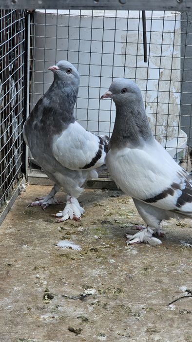 Голуби такла на продажу