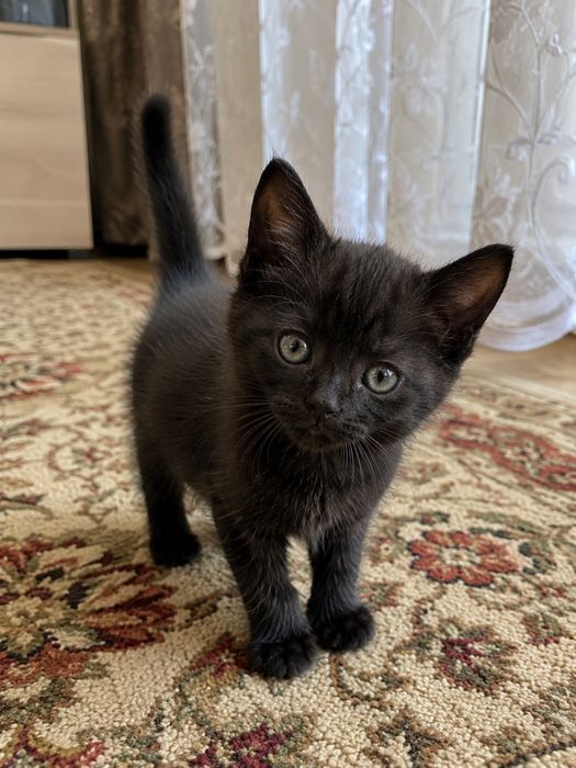 Котенок в добрые ответственные руки!