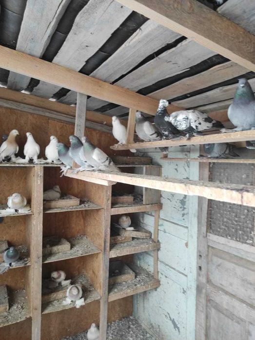 Продам хороших голубей с игрой.