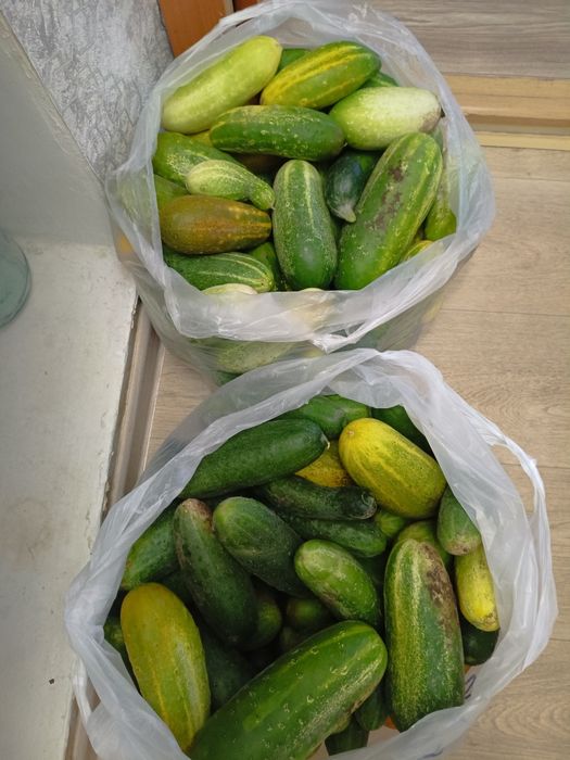 Продам огурцы домашние