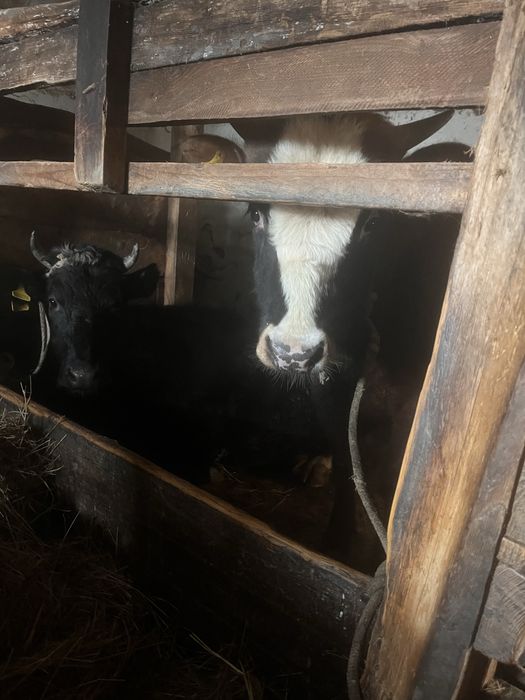 Бычок год и 3 месяца