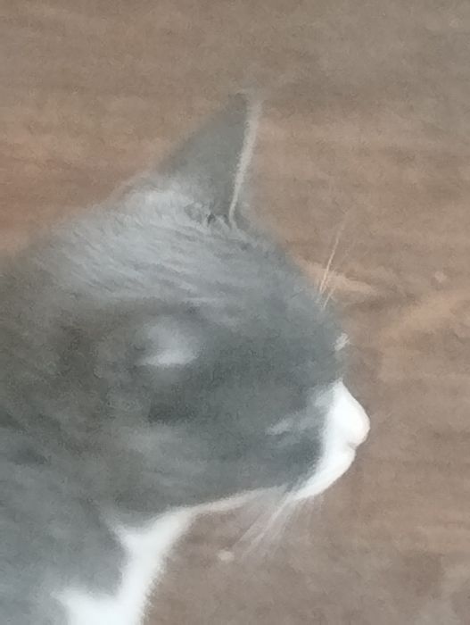 Ищу кошку в городе Учкудук