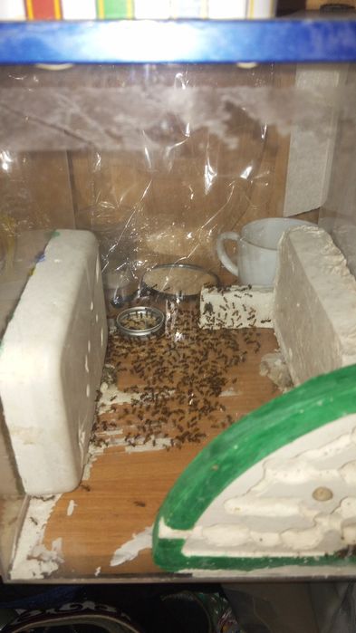 муравьиная ферма