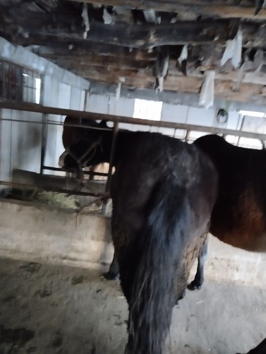 Дөнежін байтал сатылады