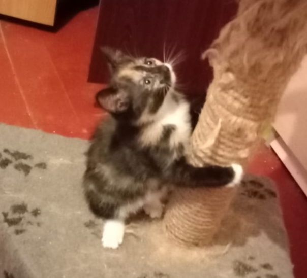 Отдам котят в добрые руки.