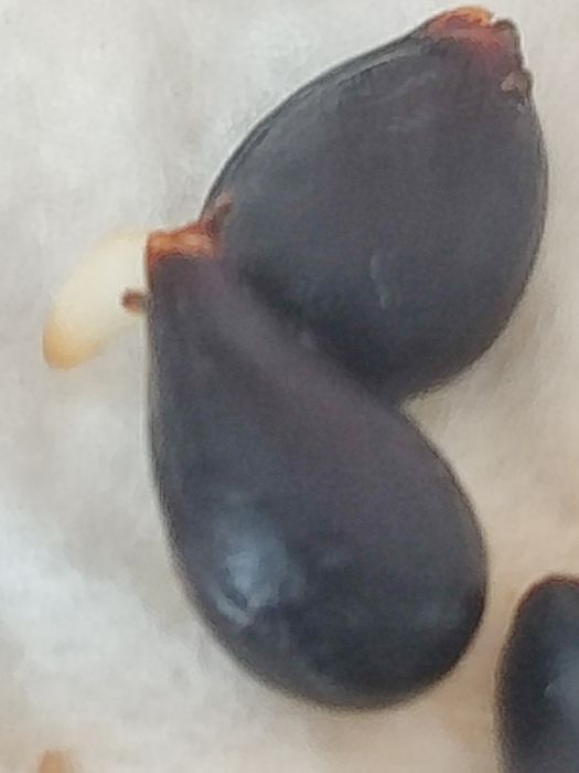 Продам семечко яблони