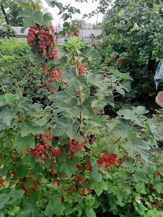 Продам красную смородина