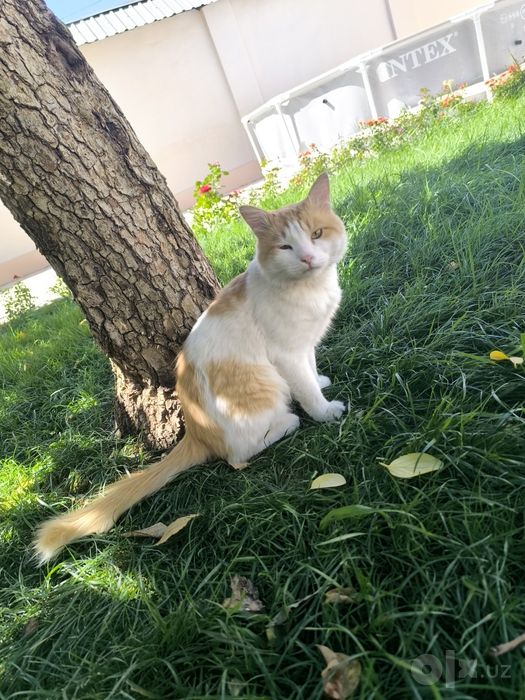 Бесплатно отдаю Кота Бепул эркак мушикни бераман