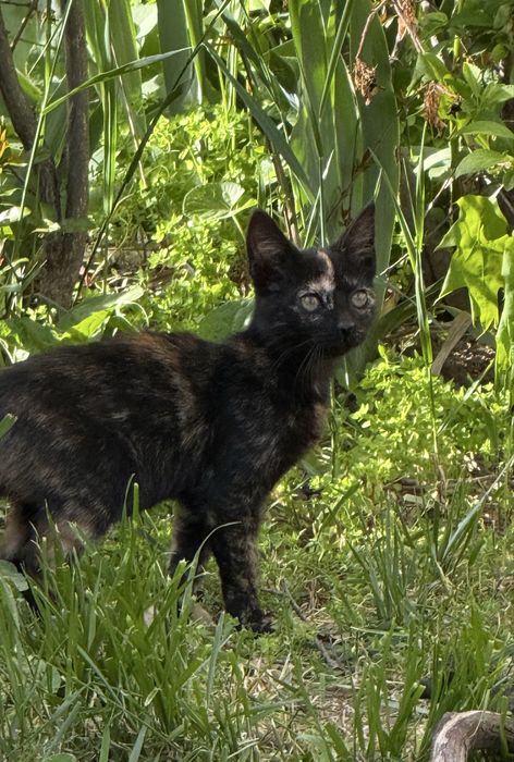 Donez pisica pentru adoptie (femela, 3 luni)