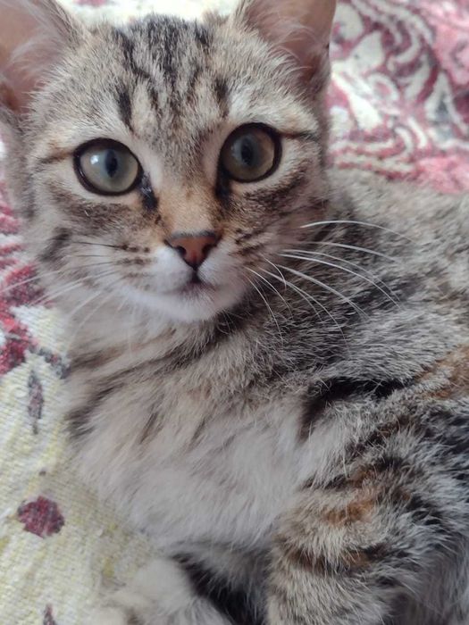 Отдам котят в добрые руки.