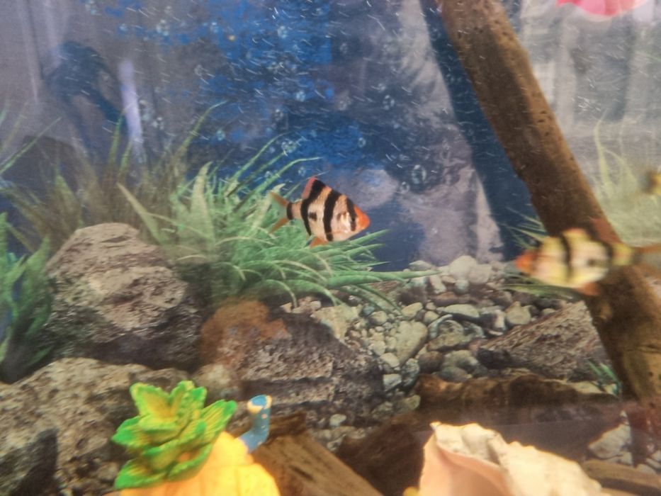 Рыбка барбус тернеция