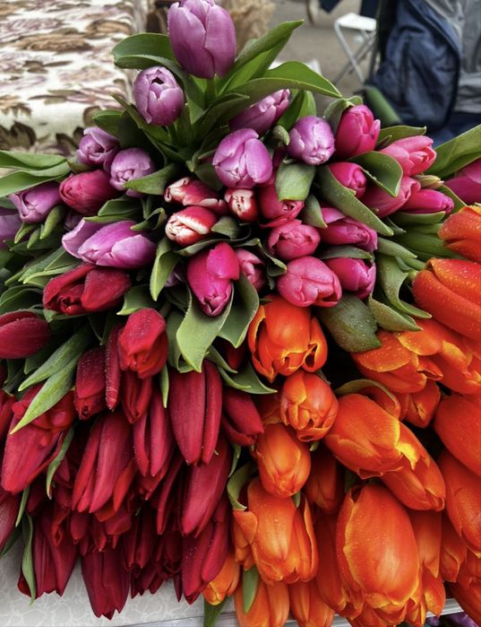 Тюльпаны с луковицей