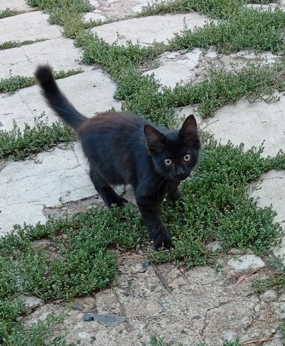 Отдам котят в хорошие руки.
