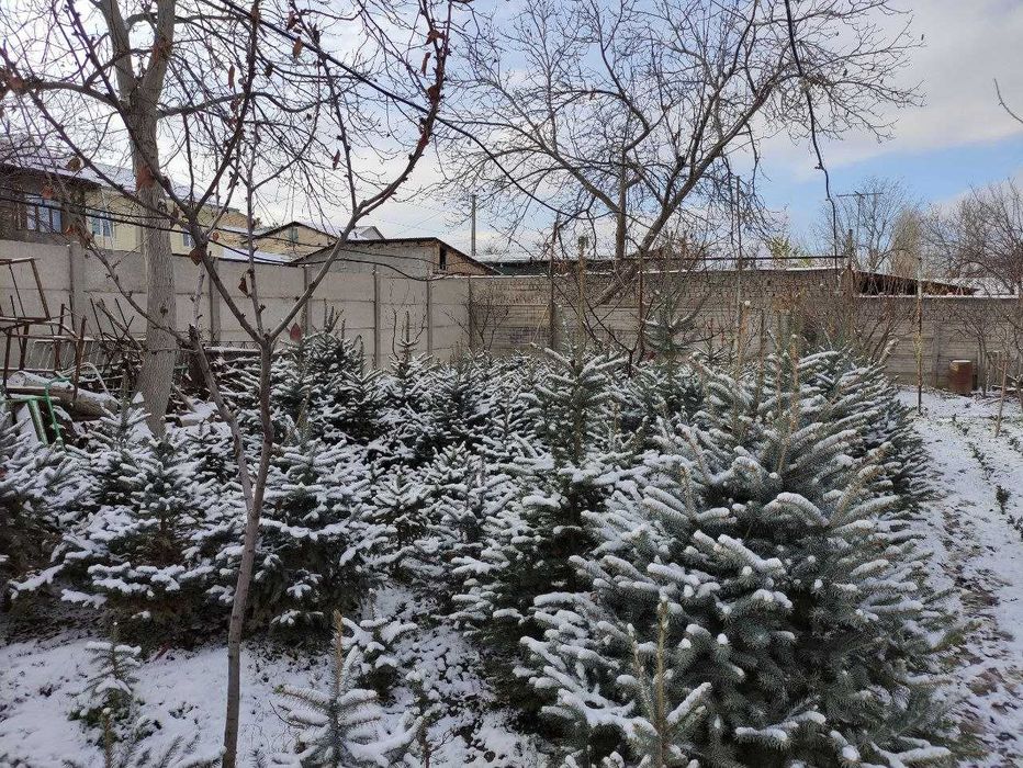 Элегантное дерево для вашего сада — Голубая ель Picea Pungens Glauca!