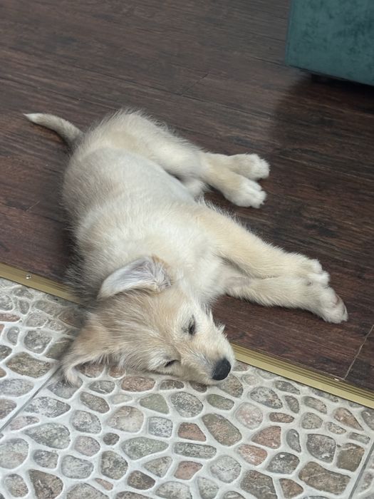 Щенок Бонни в добрые руки