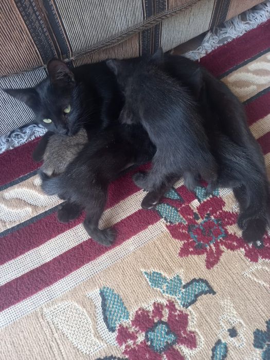 Отдам котят бесплатно
