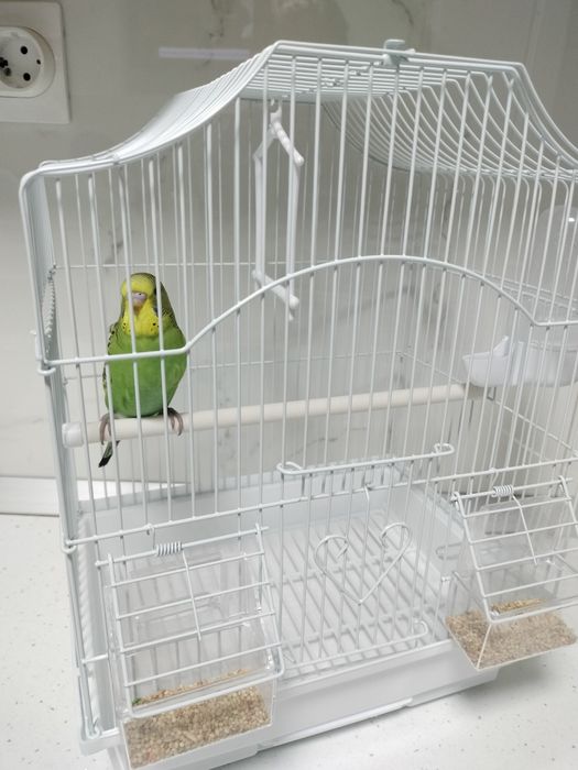 Papagal peruși - puiuți