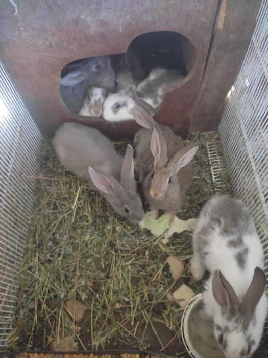 Продам кроликов(самцы и самки(