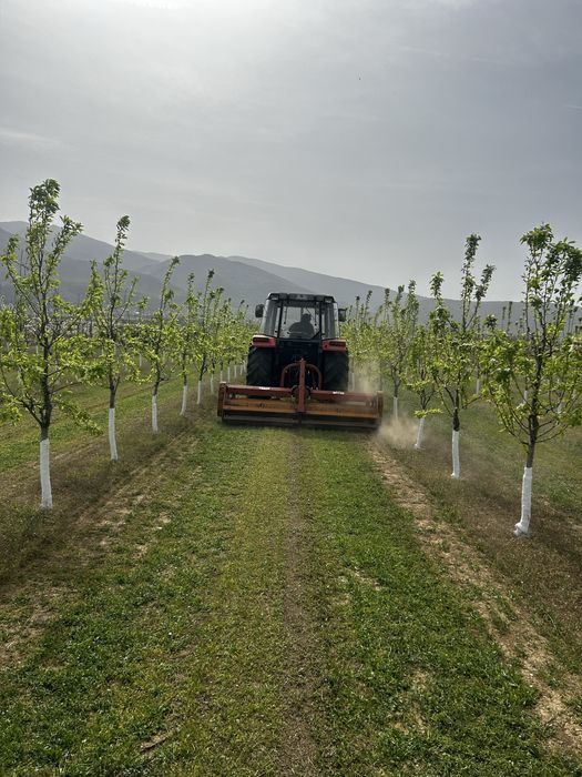 Овощна градина, Круши