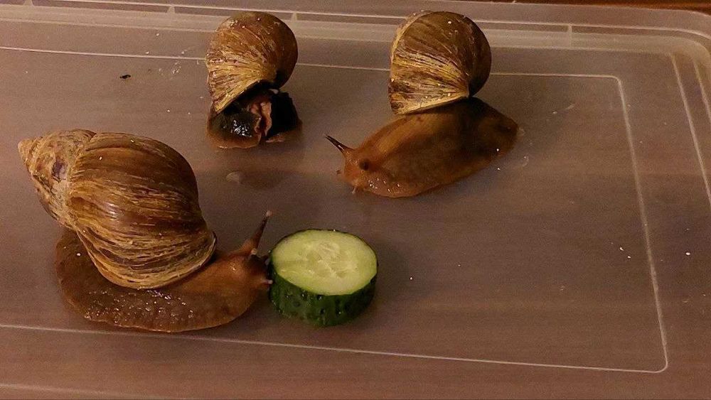 УЛИТКИ ахатины бесплатно