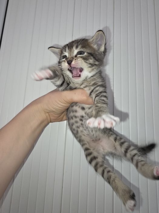 Продам 5 котят  полу вислоухии