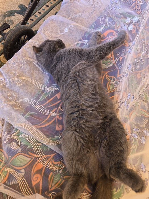 Продается Шотландская кошка вислоухая