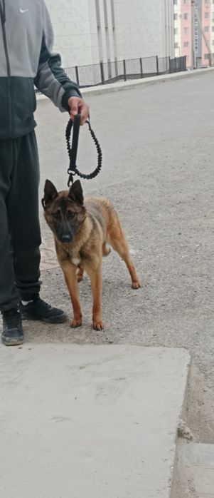 Бельгийский овчарка