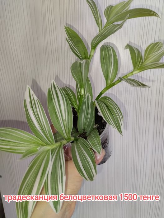 Продам комнатные цветы