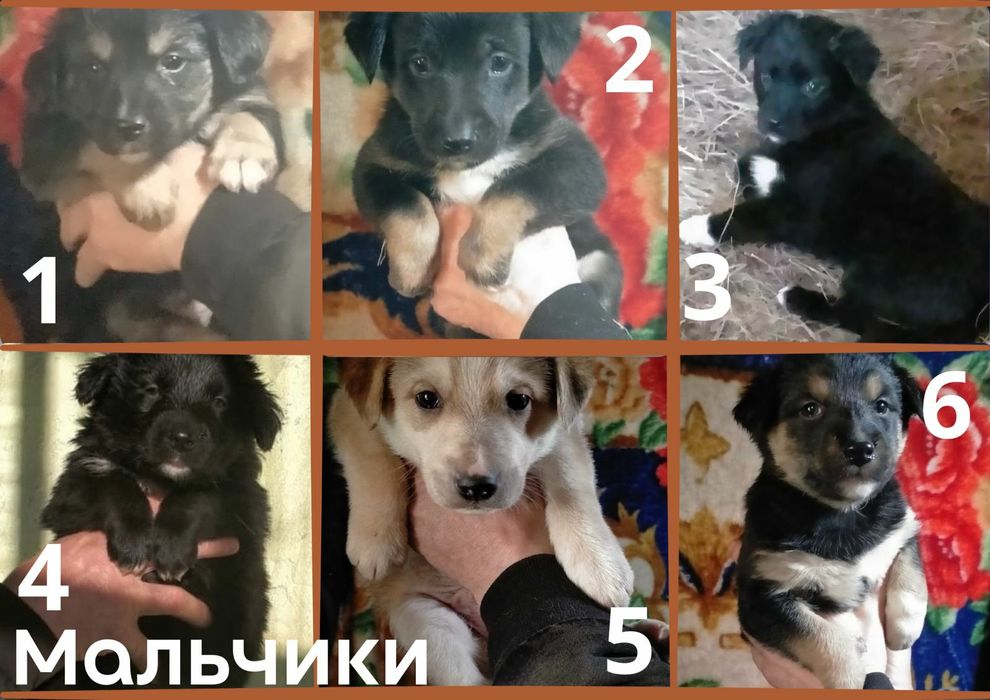 Отдам в добрые руки щенят