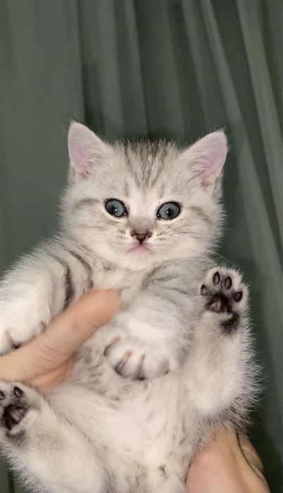 котята шиншилы