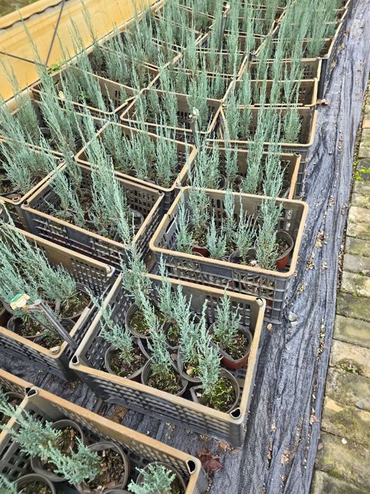 Можжевельник скайрокет блю эрроу