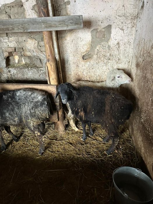 Продам баранов , кошкаров