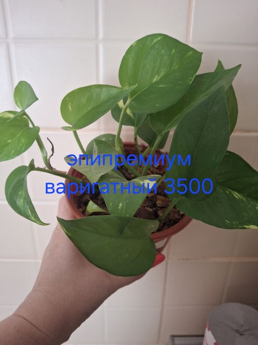 Комнатные растения домашние