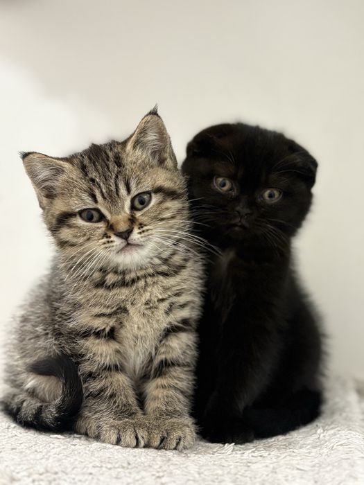 Британска късокосместа Таби