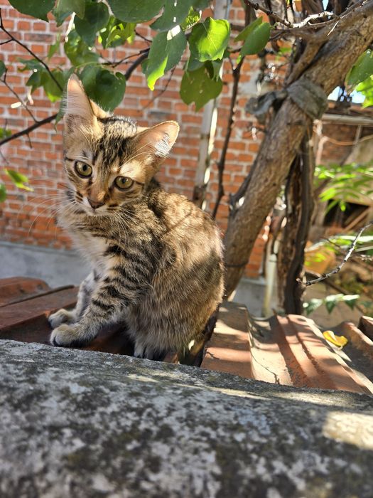 Подарявам женска котка на 4-5 месеца