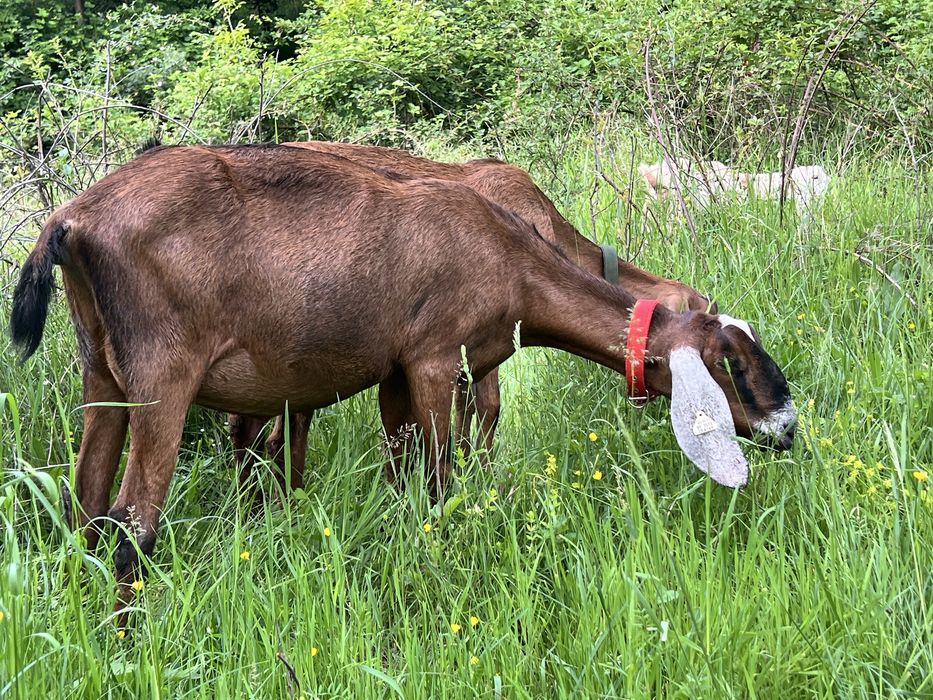 Capra anglonubian cu pedigree