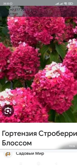 Продам детки гортензии