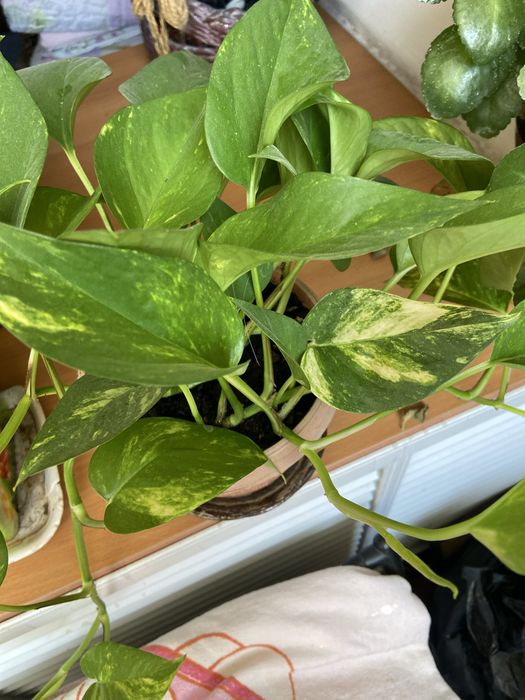 Продам вьющийся сортовой сциндапсус