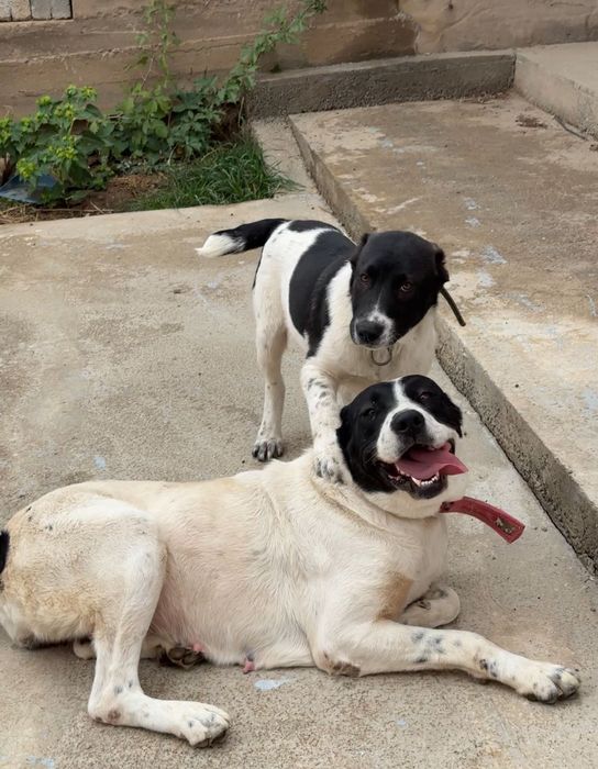 Төбет сатылады. 1.8 жас.