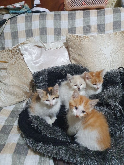 Отдам в хорошие руки!