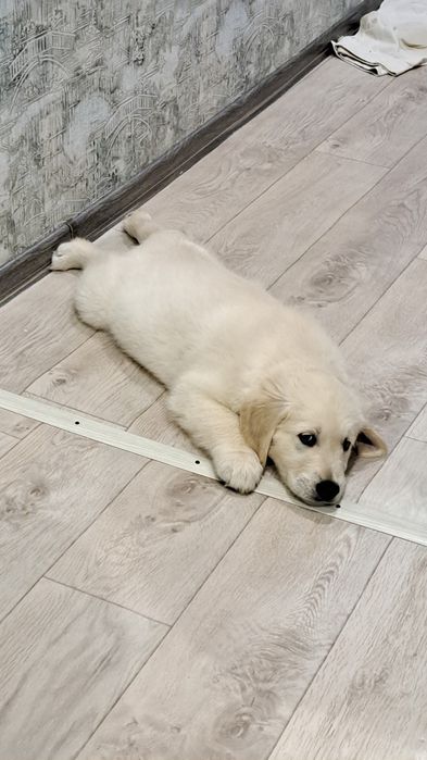 Продам золотистого ретривера.