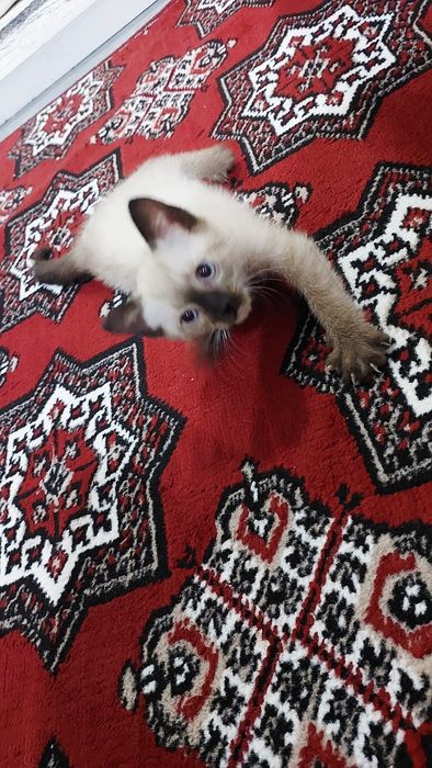 Продаётся Сиамская кошка девочка 2 месяца.